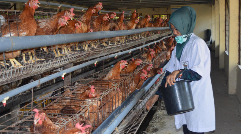 Studi Peternakan: Peluang Besar di Balik Ladang Hijau